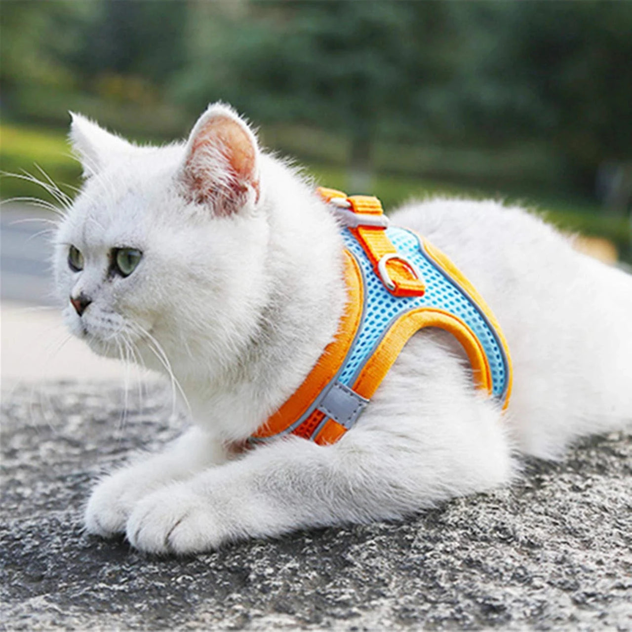 Collier Pour Chat